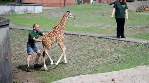 Wybrali imię dla żyrafy