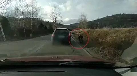 Dolny Śląsk: pies podczepiony do samochodu. Policja sprawdza