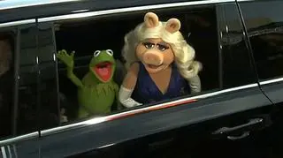 Kermit i Piggy zapowiadają, że będą współpracować mimo rozstania 