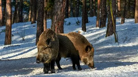 Many Poles protest the government&#039;s plan to kill tens of thousands of wild boars
