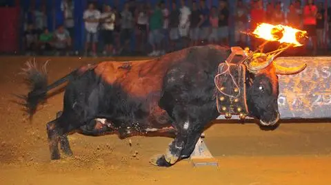Byk zabił się podczas toro embolado w Hiszpanii