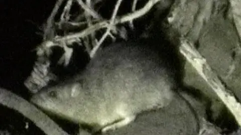 Trafili w Warszawie na prawdziwy wyścig szczurów