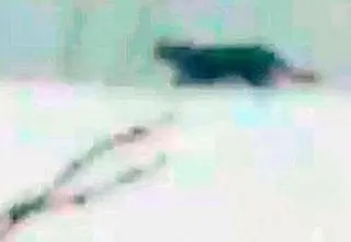"Puma" okazała się wyrośniętym kotem