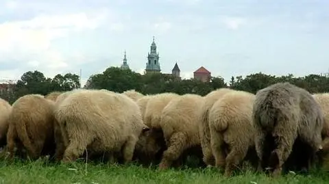 Owce zamiast pielgrzymów, czyli promocyjny wypas