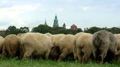 Full wypas promocyjny w Krakowie