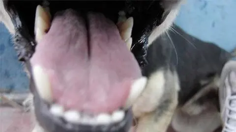 Amstaff pogryzł kobietę. Właściciel psa był pijany