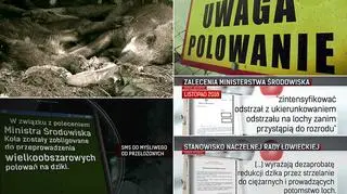 Zamieszanie wokół polowania na dziki. Materiał "Czarno na białym"