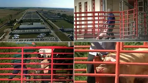 Tragedia zwierząt i pierwszy taki dokument w Polsce w "Superwizjerze"