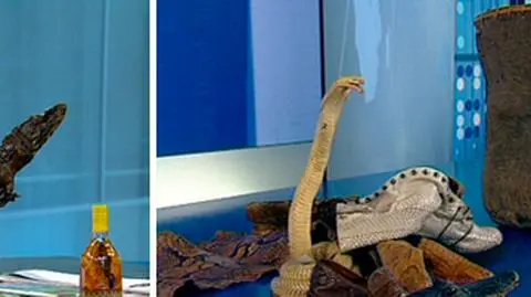 Noga słonia, by sąsiad zazdrościł