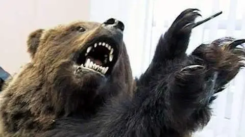 Wracał z Syberii z czaszką misia