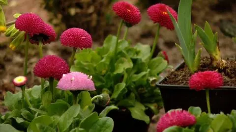 W stolicy Podlasia sadzone są tysiące kwiatów