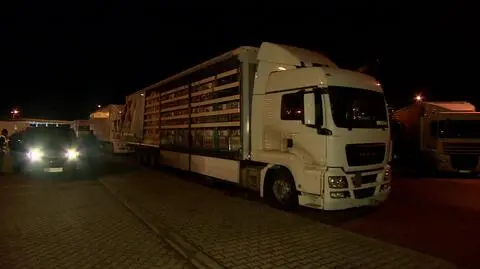 Są zarzuty dla tureckich kierowców. Przewozili nielegalnych imigrantów