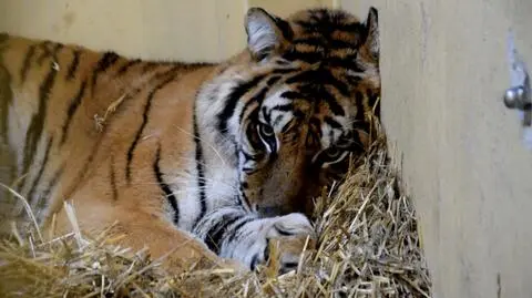 The tigers rescued from transport in horrible conditions are now recovering in the Poznań zoo