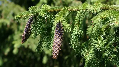 Przyczyna opadania igieł z choinki poznana