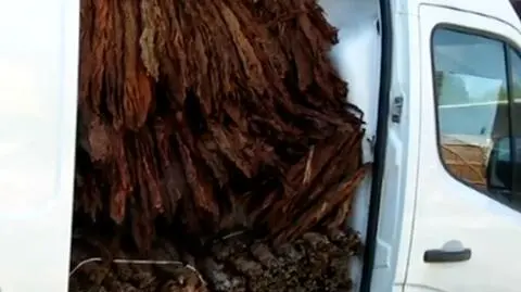 Nielegalna krajalnia tytoniu zamknięta 