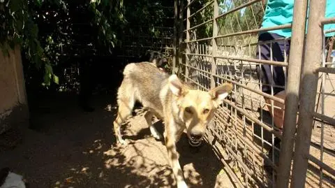 Zaniedbane, chore, karmione padliną. 
Właścicielowi zwierząt grozi więzienie
