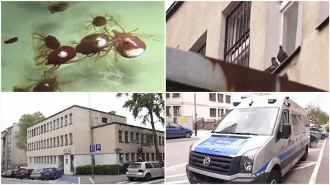 Kleszcze pogryzły policjantów. 23 funkcjonariuszy na zwolnieniu
