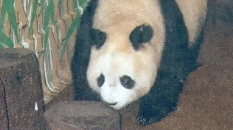 Zdechła najstarsza panda świata. Miała 34 lata