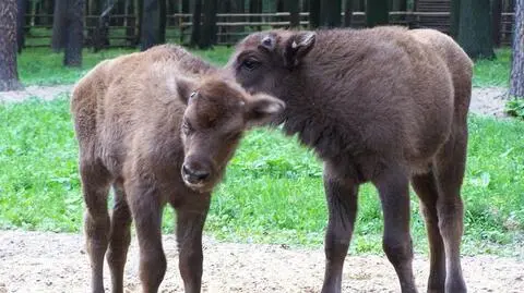 Polanin, Polonka i Polesia. Poznaliśmy imiona żubrów