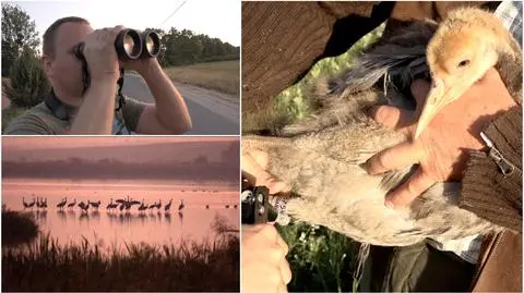 Złapanie żurawia to nie taka prosta sprawa