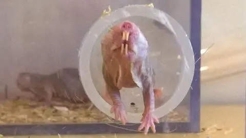 Golce zamieszkały w gdańskim zoo