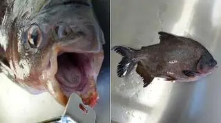 Piranię wyłowiono w środę rano 