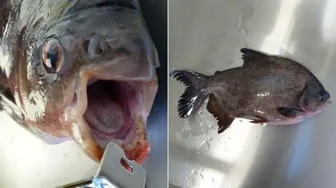 Z Jezioraka rybacy wyłowili piranię