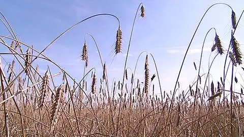 Minister: Polska wolna od GMO od 28 stycznia