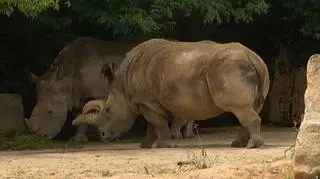09.07| Do zoo w czeskim Dworze Kralowe przybył nowy lokator. Ma 38 lat, nazywa się Natal i jest nosorożcem białym. Będzie towarzyszył obecnej już w ogrodzie, Nabirze. (APTN)