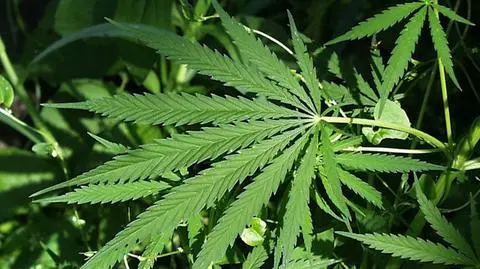 Plantacja konopi namierzona przez paralotniarza