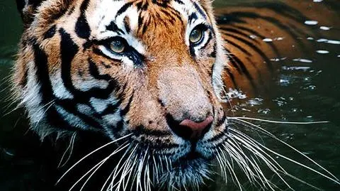 Przerabiała na lekarstwo martwego tygrysa