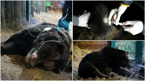 Niedźwiedzica wróciła do zdrowia po innowacyjnej operacji