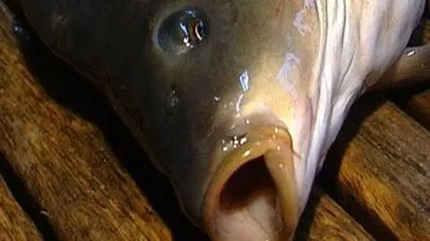 700 lat ma karp z Zatora