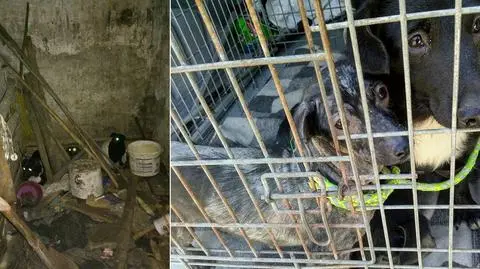 Małopolska. Trzy psy odebrane właścicielowi