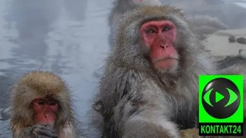 Małpie SPA 
po japońsku