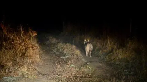 Po dwóch miesiącach leczenia Nuko wrócił do lasu 