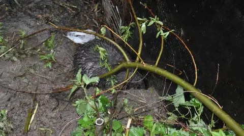 Wrzawy. Uratowali bobra, który wpadł we wnyki