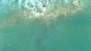 Na jedną z najpopularniejszych plaż Antypodów padł blady strach, gdy do wybrzeża podpłynęło potężne stado rekinów. Kilkadziesiąt drapieżców rzuciło się tam na ławice drobnicy, a okoliczne plaże zostały zamknięte. (APTN)