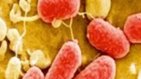 Epidemii winna skażona woda?