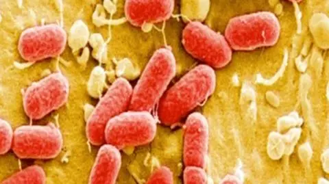 Skażeniu winna woda?