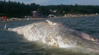 Martwy wieloryb pojawił się w wodzie w pobliżu plaży w Stegnie