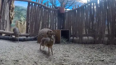 Wrocław: walentynkowy dikdik w Afrykarium