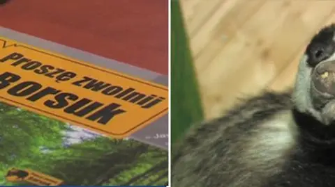 "Proszę zwolnij. Borsuk"