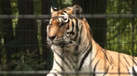 Tragedia we wrocławskim zoo