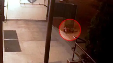 Lisy w koszalińskim ratuszu. Nagrał je monitoring