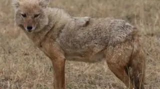 Szakale były już widziane na Pomorzu