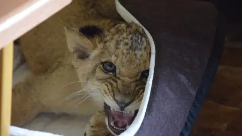 Trzymali w domu lwiątka jak zwykłe koty. Wkroczyła policja