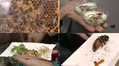 Szarańcze z wasabi i jogurt z mącznikiem 
serwowane z okazji Ogólnopolskich Dni Owada