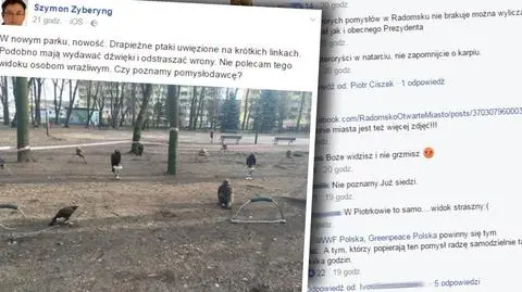 Sokoły przywiązane do ziemi. W sieci burza, sokolnik się tłumaczy