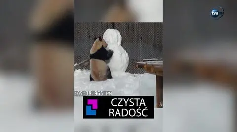Czysta radosc